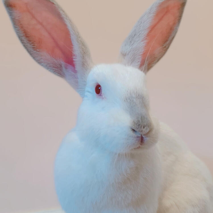 a photograph of a rabbit